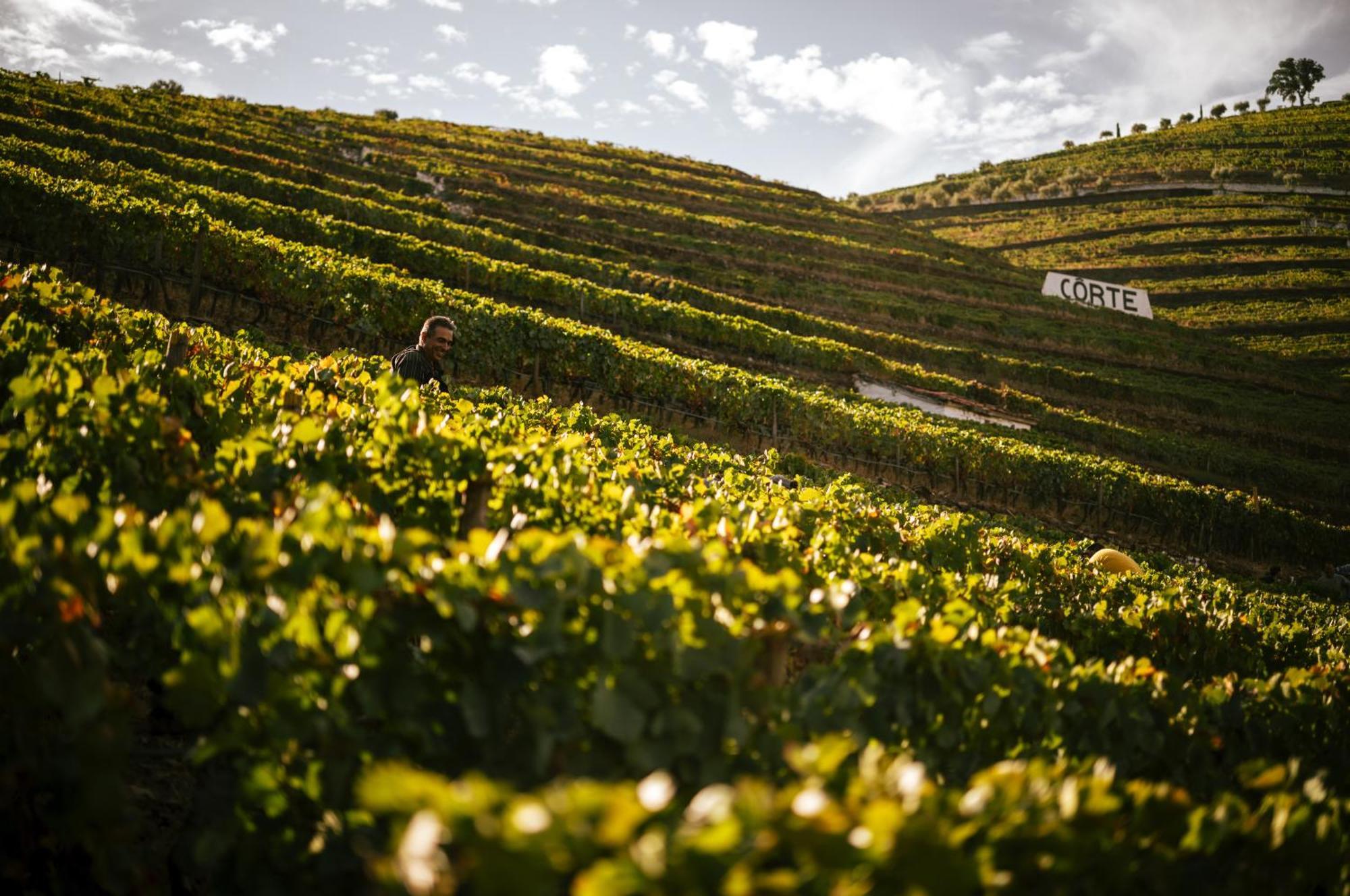 Quinta Da Corte Valença do Douro Zewnętrze zdjęcie