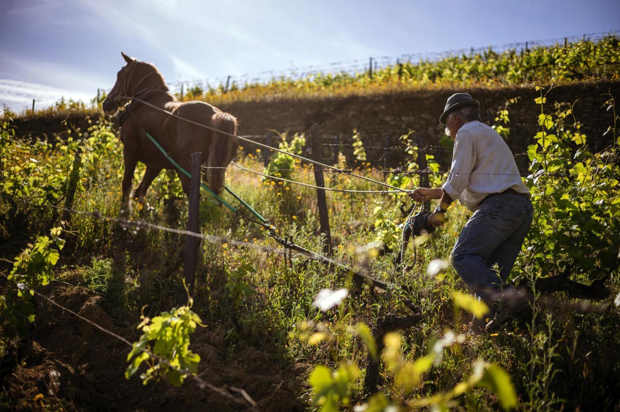 Quinta Da Corte Valença do Douro Zewnętrze zdjęcie